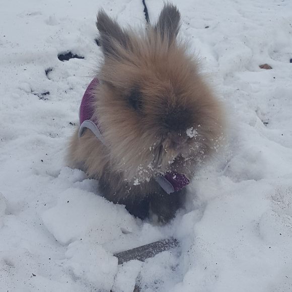 Meet your Posher, Heidie - Picture 1 of 1